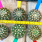 Notocactus Uebelmannianus | Rare succulent | 3.5" Planter