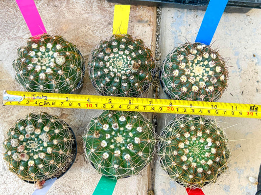 Notocactus Uebelmannianus | Rare succulent | 3.5" Planter