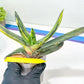 Gasteria Bi Color | Imported Succulent | rare species