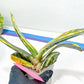 Gasteria Bi Color | Imported Succulent | rare species