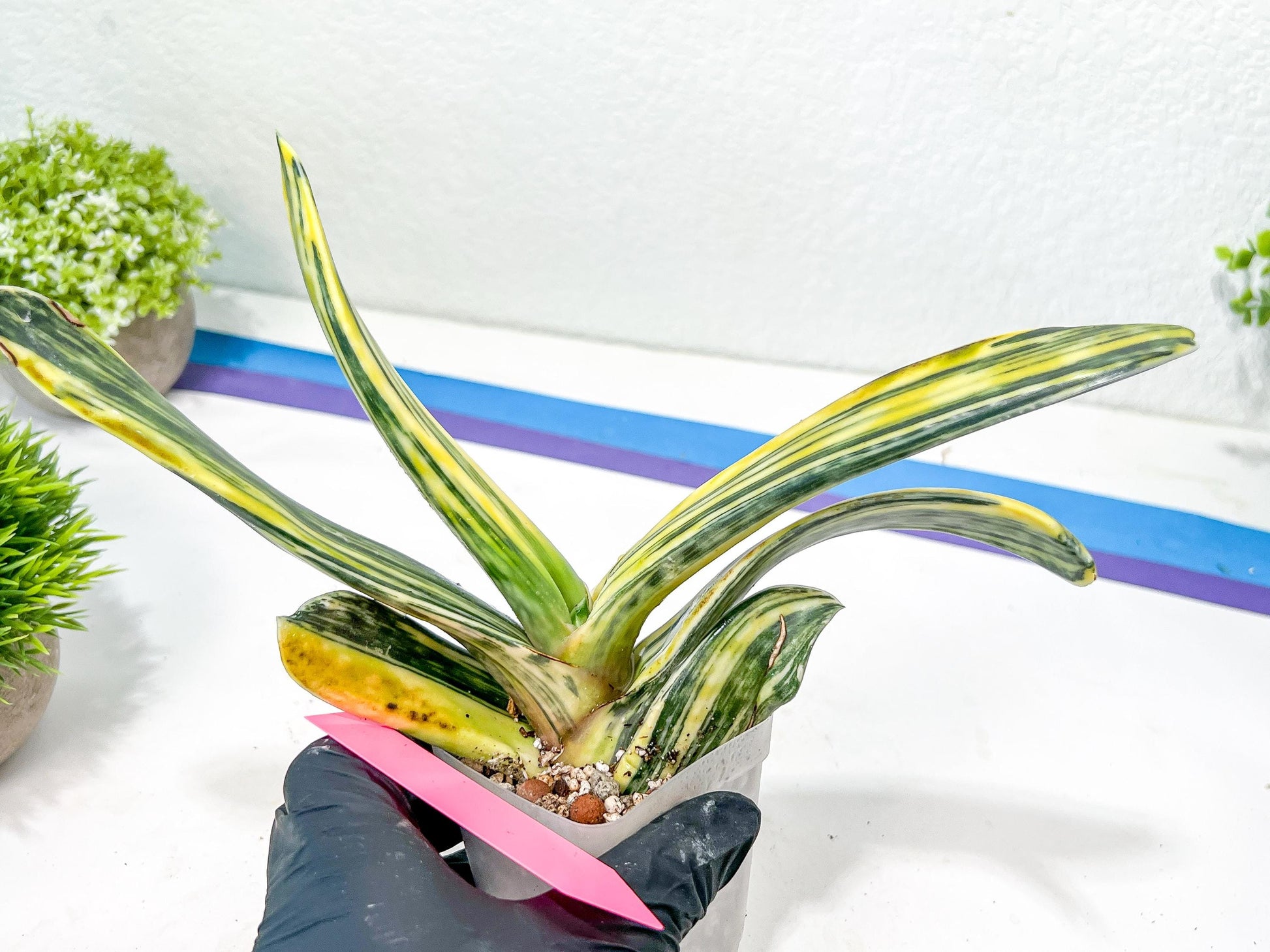 Gasteria Bi Color | Imported Succulent | rare species