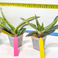 Gasteria Bi Color | Imported Succulent | rare species