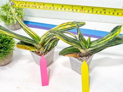 Gasteria Bi Color | Imported Succulent | rare species
