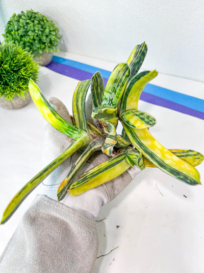 Gasteria Bi Color | Imported Succulent | rare species