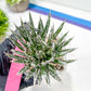 AGave Tomeana | Imported Succulent | rare species