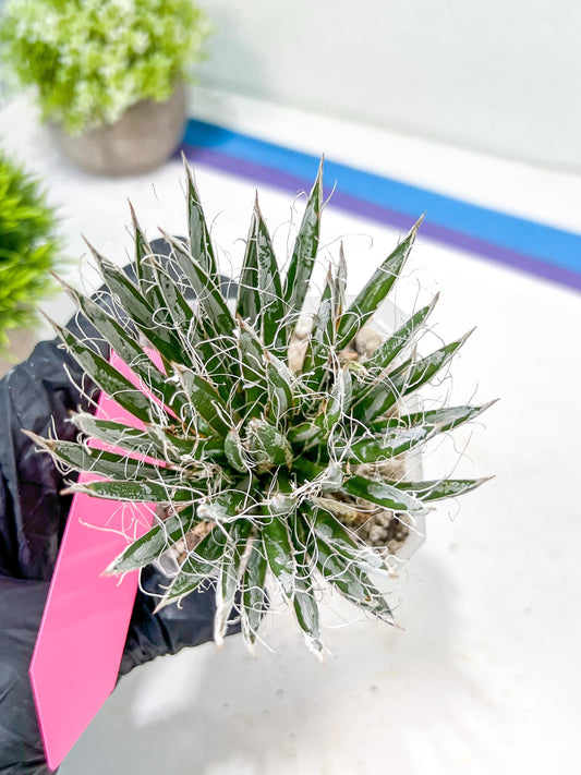 AGave Tomeana | Imported Succulent | rare species