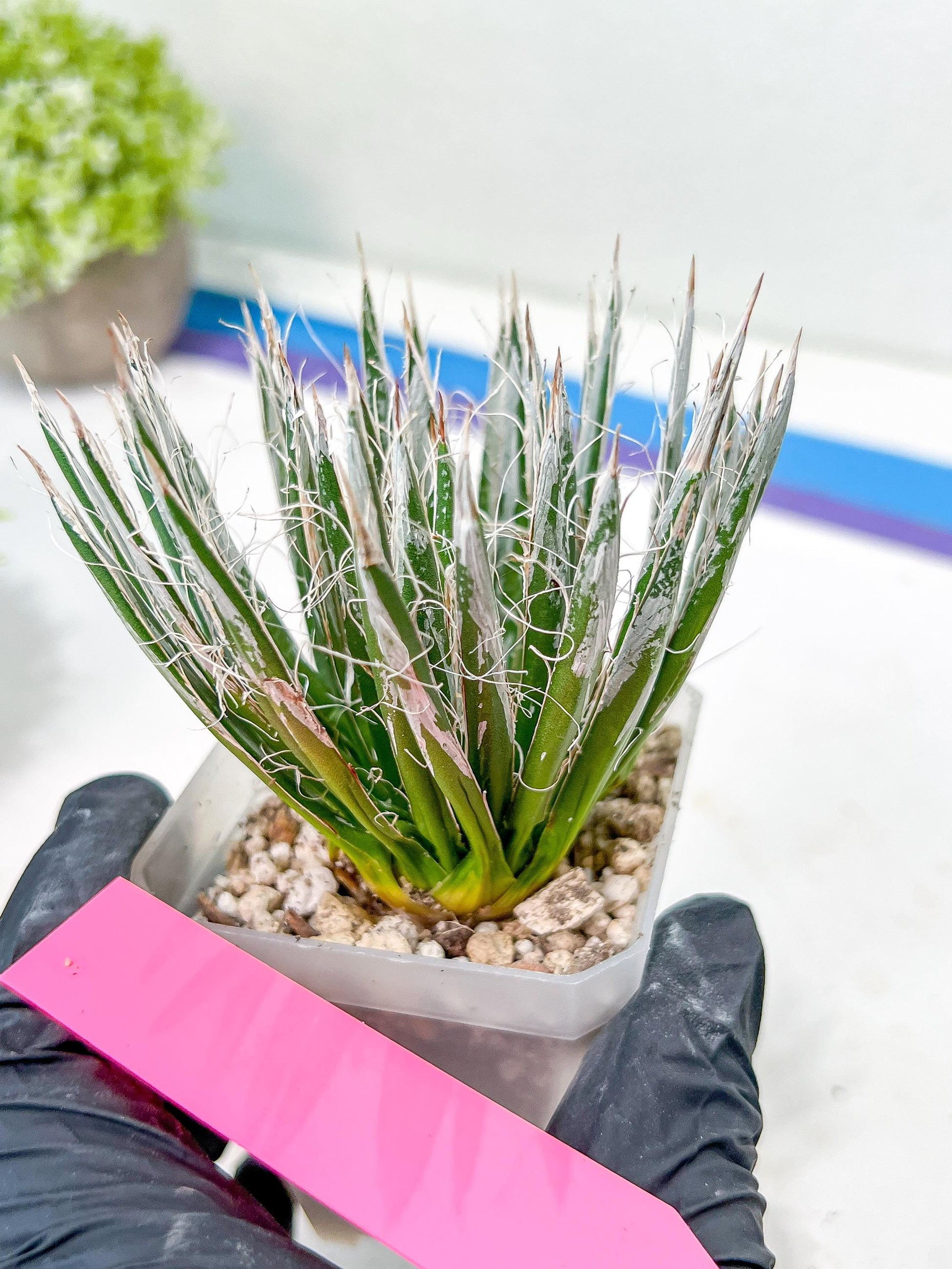 AGave Tomeana | Imported Succulent | rare species