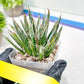 AGave Tomeana | Imported Succulent | rare species
