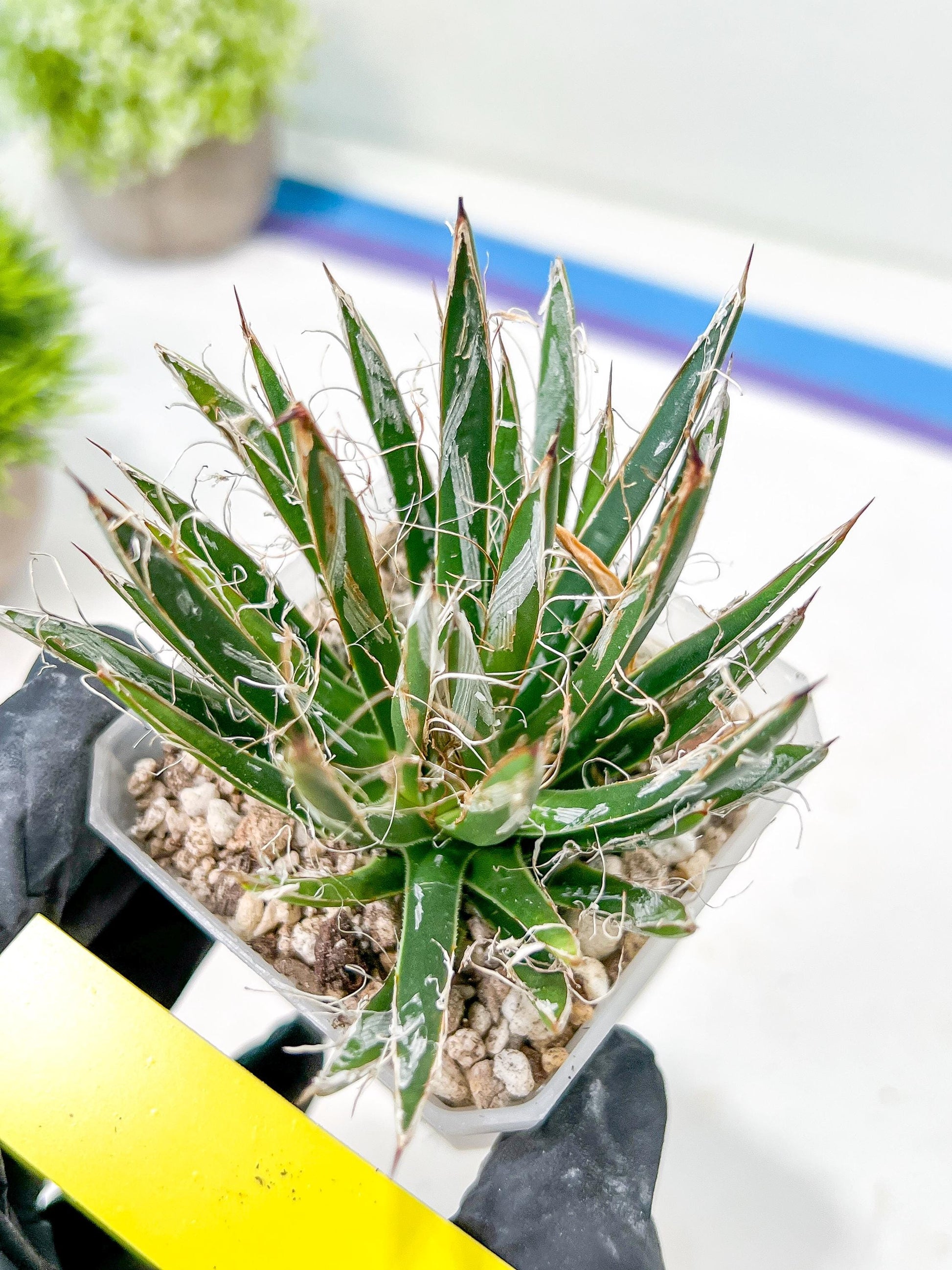 AGave Tomeana | Imported Succulent | rare species