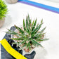 AGave Tomeana | Imported Succulent | rare species
