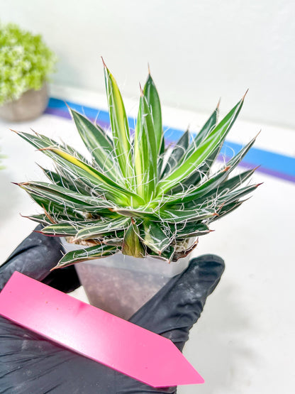 AGAVE Leofoldi | Imported Succulent