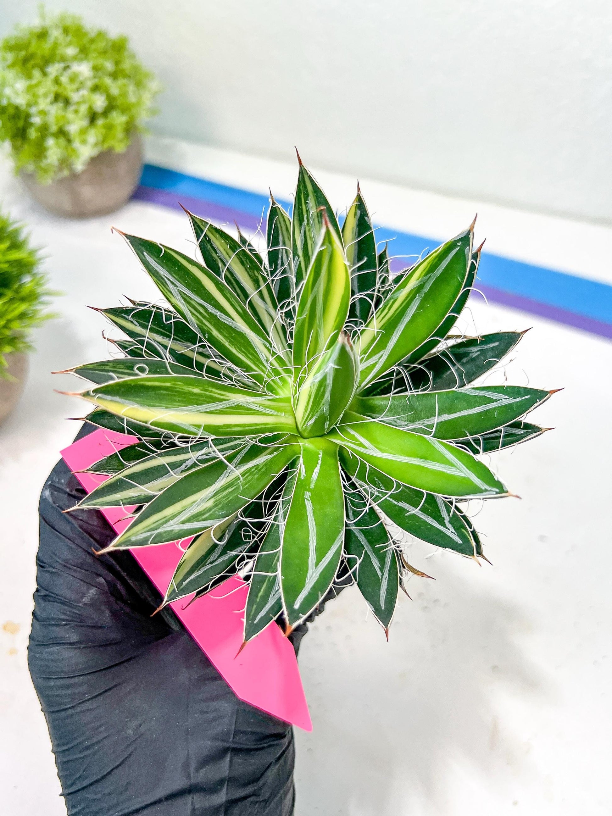 AGAVE Leofoldi | Imported Succulent