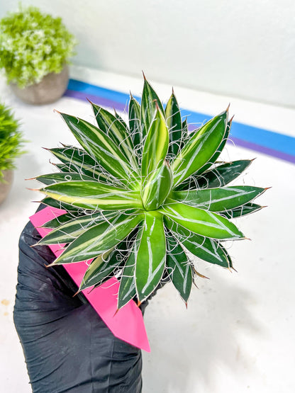 AGAVE Leofoldi | Imported Succulent