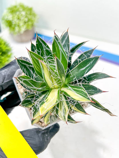 AGAVE Leofoldi | Imported Succulent