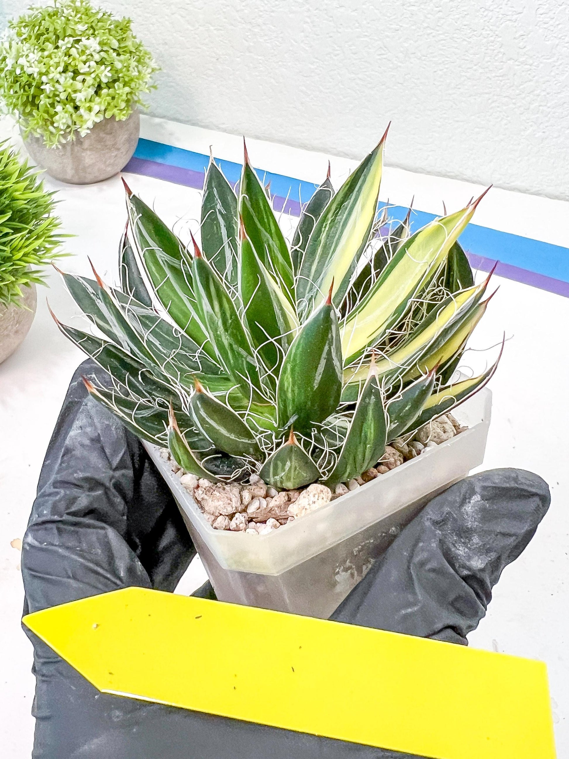 AGAVE Leofoldi | Imported Succulent