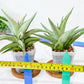 Sansevieria Asawin (A7) | Imported Plants | Rare Hybrid Species
