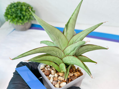 Sansevieria Asawin (A7) | Imported Plants | Rare Hybrid Species