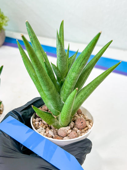 Sansevieria Snow Fountain (#AC3) | Select Your Unique Green Rarity