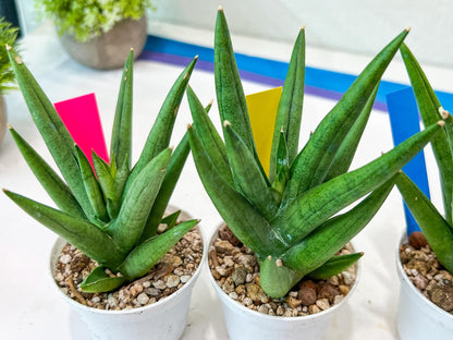 Sansevieria Snow Fountain (#AC3) | Select Your Unique Green Rarity
