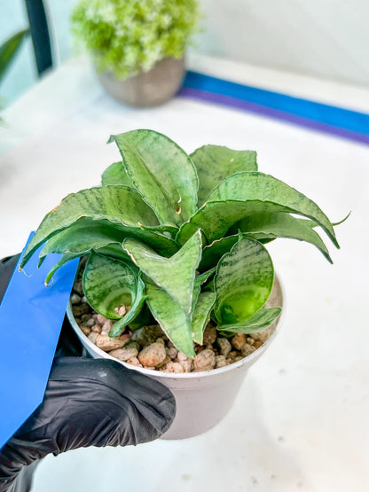 Sansevieria Silver Marga (#AC6) | Imported Snake Plants