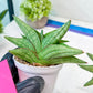 Sansevieria Vienna (#AC8) | Seek Out a Truly Extraordinary Plant