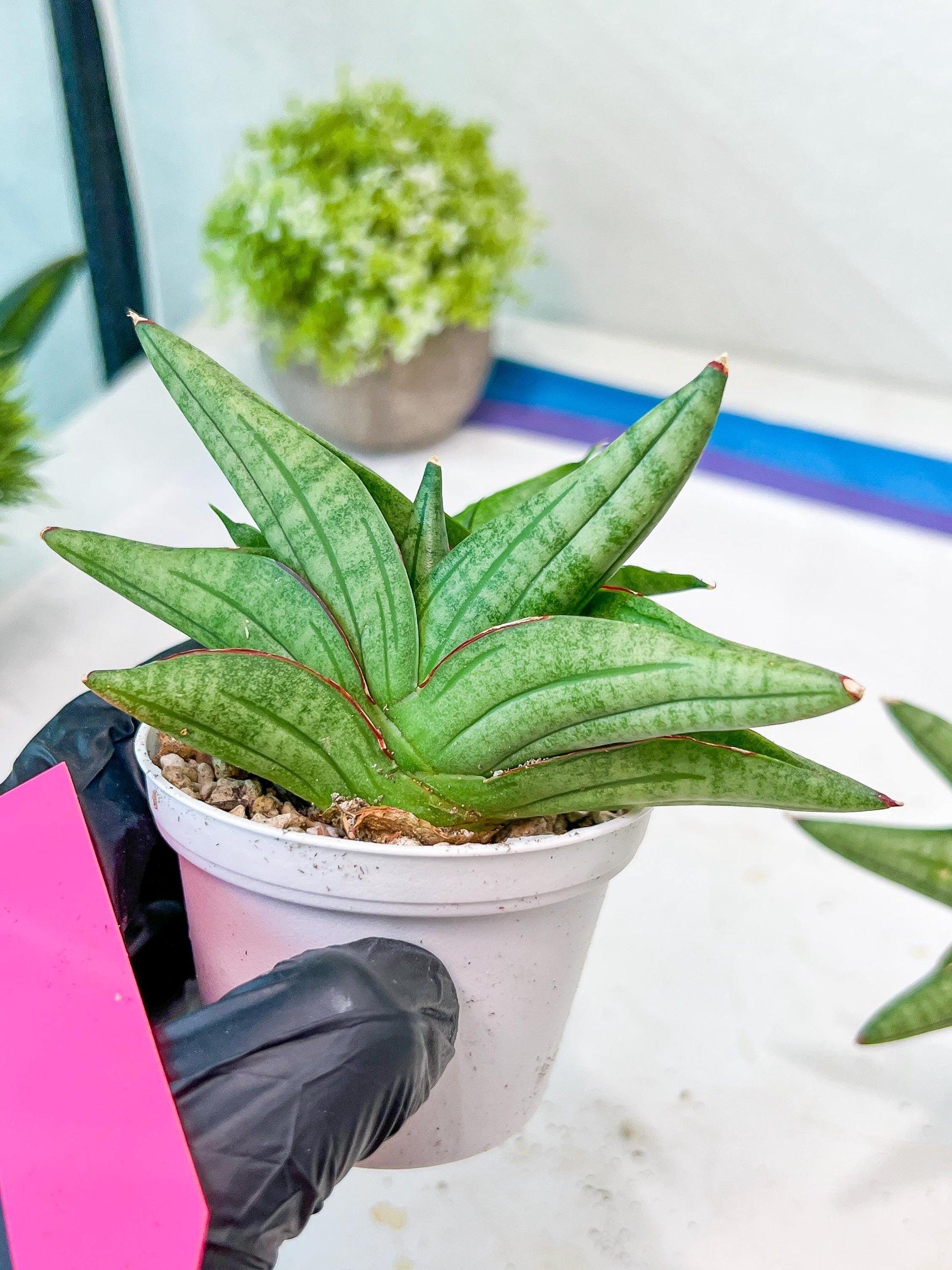 Sansevieria Vienna (#AC8) | Seek Out a Truly Extraordinary Plant