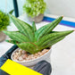 Sansevieria Vienna (#AC8) | Seek Out a Truly Extraordinary Plant