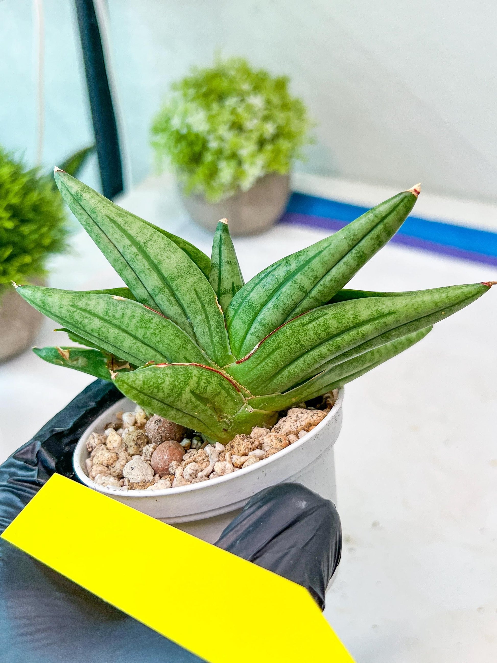 Sansevieria Vienna (#AC8) | Seek Out a Truly Extraordinary Plant