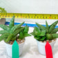 Sansevieria Vienna (#AC8) | Seek Out a Truly Extraordinary Plant