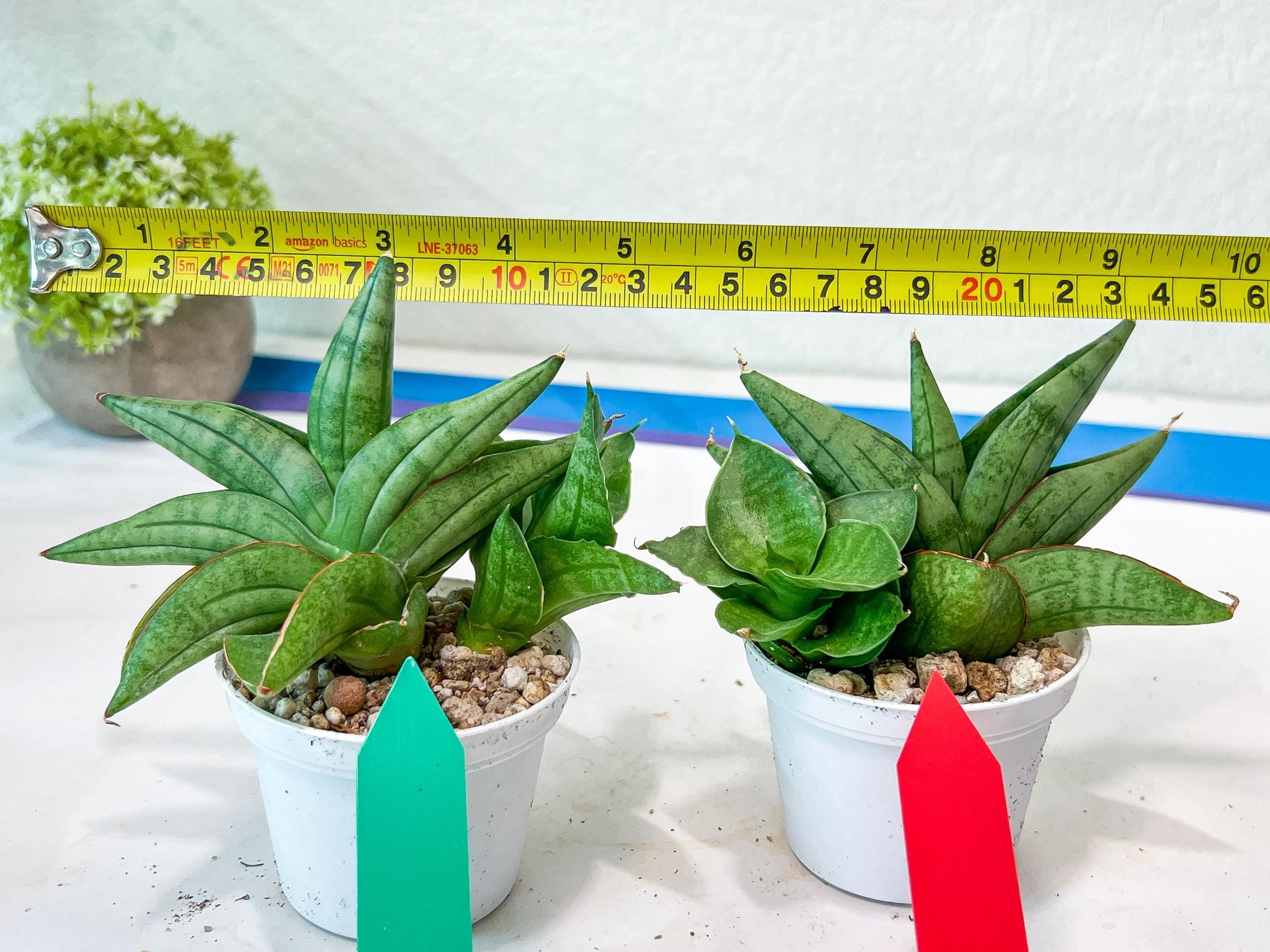 Sansevieria Vienna (#AC8) | Seek Out a Truly Extraordinary Plant