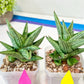 Sansevieria Jupiter (#AC10) | Imported Snake Plants