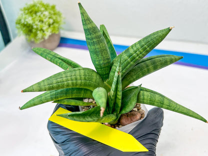 Sansevieria Fighter/Ch17023 (#AC12) | Imported Snake Plants
