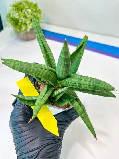 Sansevieria Fighter/Ch17023 (#AC12) | Imported Snake Plants