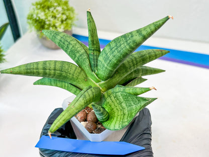Sansevieria Fighter/Ch17023 (#AC12) | Imported Snake Plants