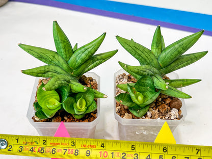 Sansevieria Mini Gold (#AC13) | Imported Snake Plants