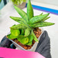 Sansevieria Mini Gold (#AC13) | Imported Snake Plants