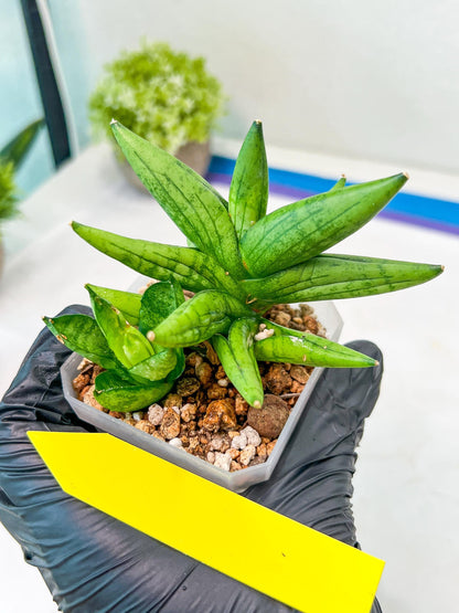 Sansevieria Mini Gold (#AC13) | Imported Snake Plants