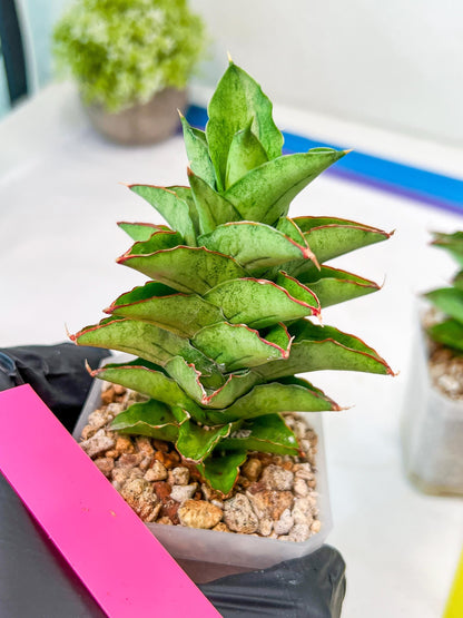 Sansevieria Bur Amar (#AC15) | Rare Imported House Plants