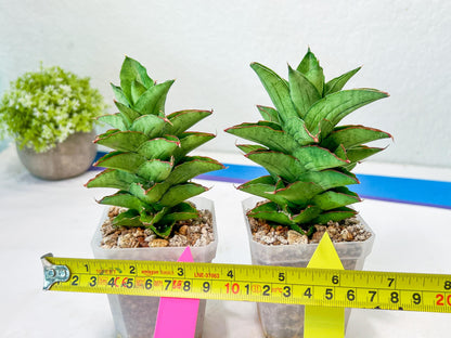Sansevieria Bur Amar (#AC15) | Rare Imported House Plants