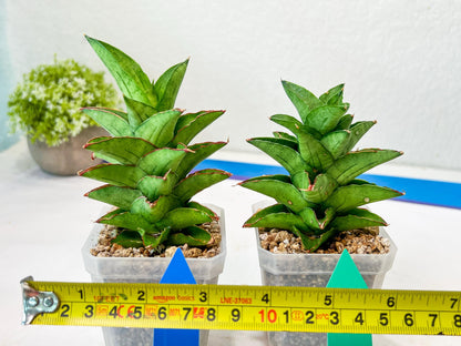 Sansevieria Bur Amar (#AC15) | Rare Imported House Plants