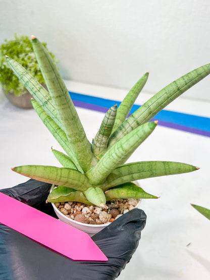 Sansevieria Snow Boy (AC16) | Reveal a Hidden Botanical Gem