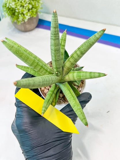 Sansevieria Snow Boy (AC16) | Reveal a Hidden Botanical Gem