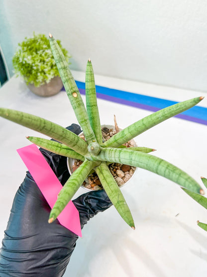 Sansevieria Snow Boy (AC16) | Reveal a Hidden Botanical Gem