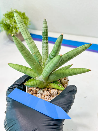 Sansevieria Snow Boy (AC16) | Reveal a Hidden Botanical Gem
