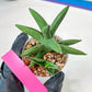 Sansevieria Virdi lisciu (#AC17) | Reveal a Hidden Botanical Gem