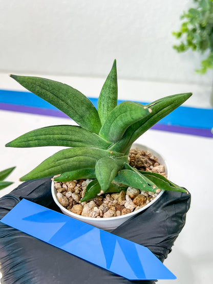 Sansevieria Virdi lisciu (#AC17) | Reveal a Hidden Botanical Gem