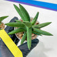Sansevieria Virdi lisciu (#AC17) | Reveal a Hidden Botanical Gem
