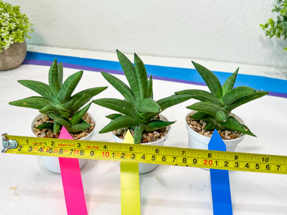 Sansevieria Virdi lisciu (#AC17) | Reveal a Hidden Botanical Gem