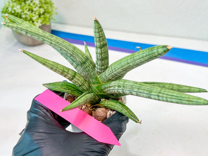 Sansevieria Silver Pink (#AC18) | New Imported Hybrids