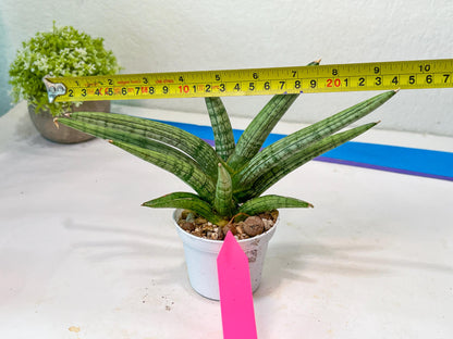 Sansevieria Silver Pink (#AC18) | New Imported Hybrids